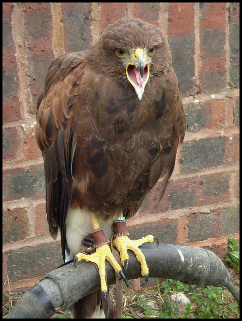 Harris hawk