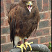 Harris hawk