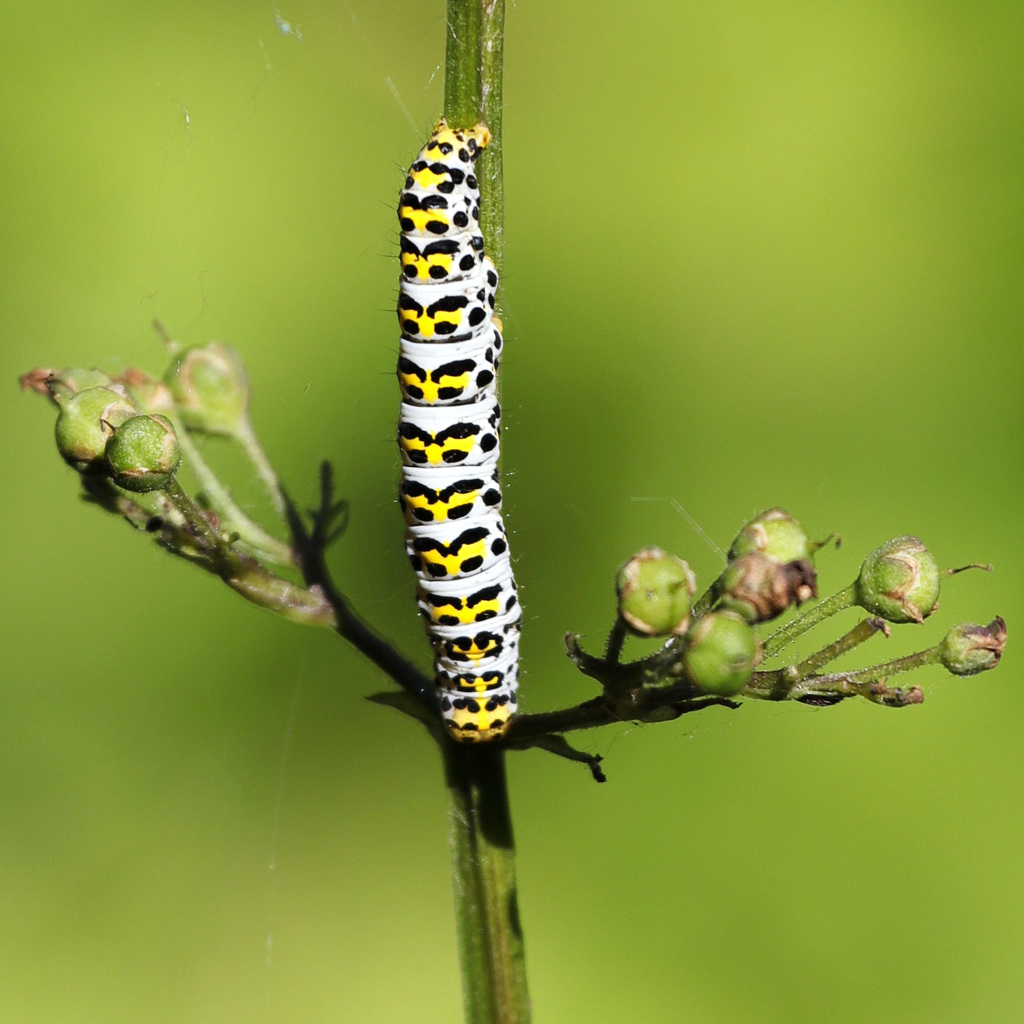 Cuculie de la scrophulaire