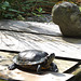 Schildkröt-Gehege