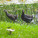 Moorhens on the pond