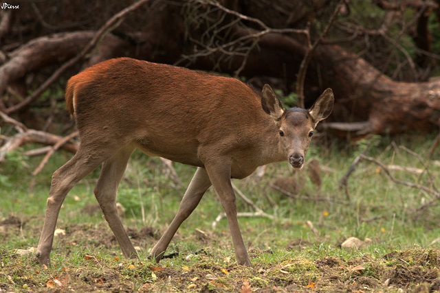 Faon de biche