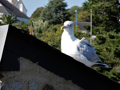 sur le toit du monde,