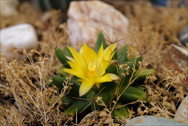 Leuchtenbergia principis, Monte Gordo