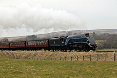 Gresley LNER class A4 60007 SIR NIGEL GRESLEY at Moorgates with the 15.10 Grosmont - Pickering 22nd March 2025.