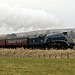 Gresley LNER class A4 60007 SIR NIGEL GRESLEY at Moorgates with the 15.10 Grosmont - Pickering 22nd March 2025.