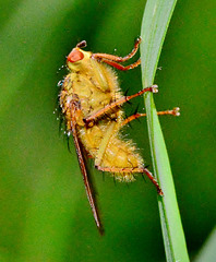 Yellow Dung-Fly. Scathophaga stercoraria