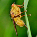 Yellow Dung-Fly. Scathophaga stercoraria