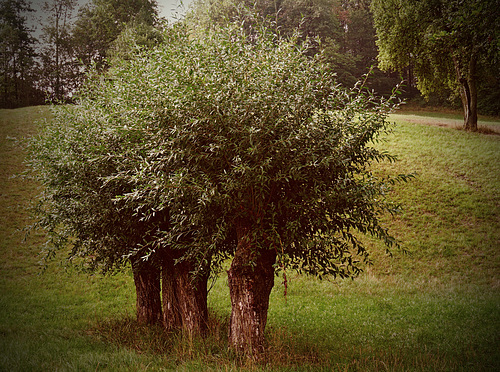 Ein Baumtier  -  A Tree Animal