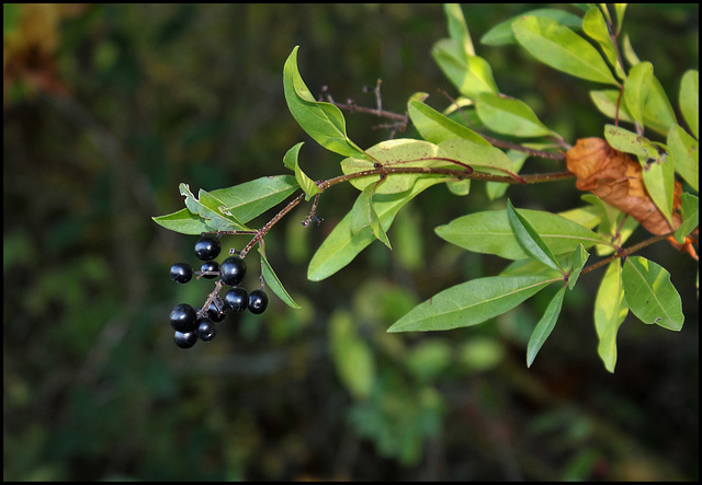 Ligustrum vulgare- Troène (2)