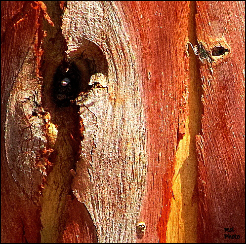 Eyes from the eucalyptus tree