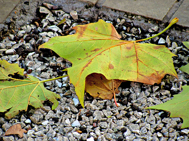 A Leaf in Salisbury