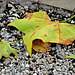 A Leaf in Salisbury
