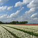 Tulips and nice Clouds in the Flevopolder, the Netherlands...