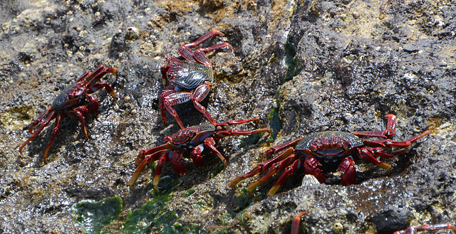 Azores, Red Crabs on the Islet of Vila Franca do Campo