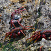 Azores, Red Crabs on the Islet of Vila Franca do Campo