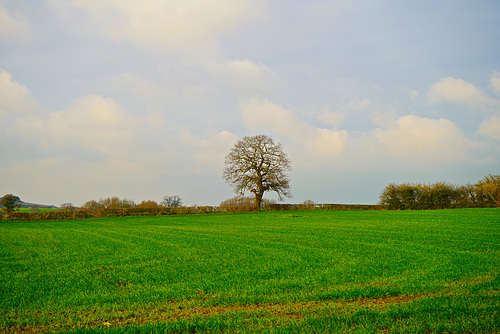 Gnosall fields