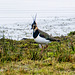 Lapwing