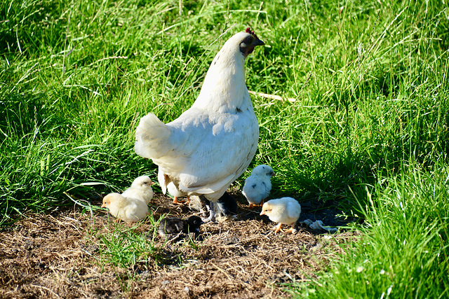 Chicken and chicks