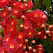 Flowering red gum