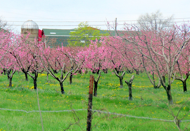 Peach trees in Michigan