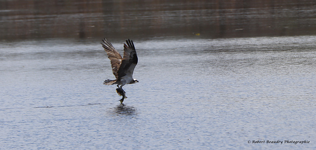 Balbuzard pêcheur avec son poisson