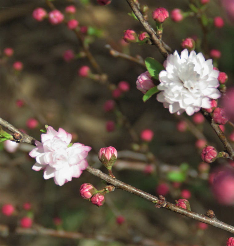 Flowering Almond ... and -- SPRING!