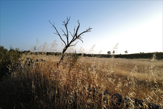 Penedos, Morning light on Dry Land