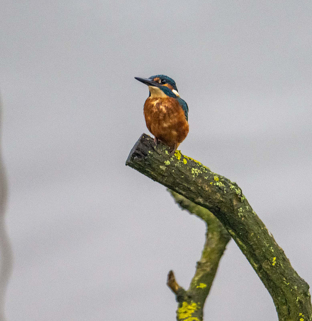 Kingfisher