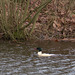 Goosander (Male)