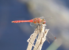 Ruddy Darter Ruddy Darter