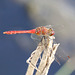Ruddy Darter