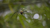 Nephila pilipes ... die Kumpeline in der Nachbarschaft ... P.i.P.  (© Buelipix)