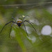 Nephila pilipes ... die Kumpeline in der Nachbarschaft ... P.i.P.  (© Buelipix)