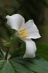 Western Trillium