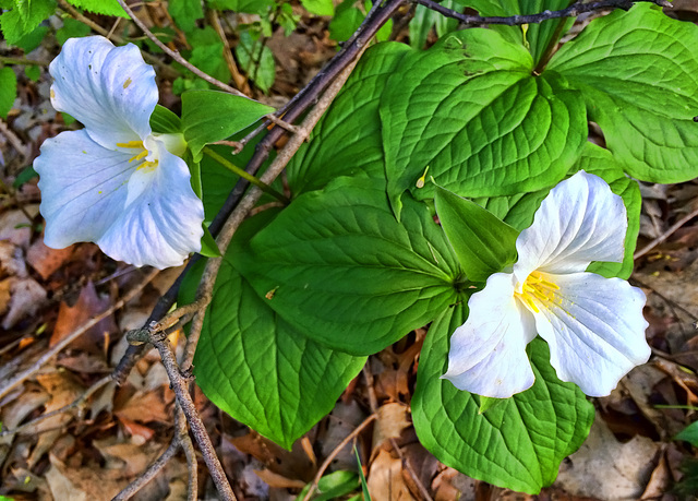 trilliums