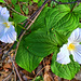 trilliums