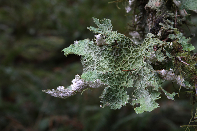 Lungwort