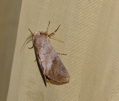 Moth IMG_2790