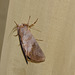 Moth IMG_2790