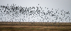 Lapwings