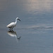 Little egret