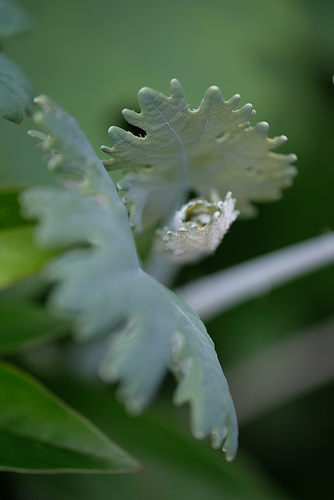 DSCF8299