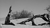 Death Valley, Trees  BW L1007653