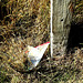 Fence post with plastic bag