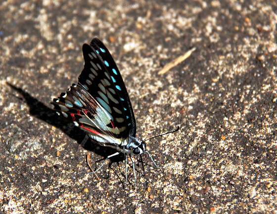 Lime Butterfly