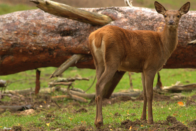 Faon de biche