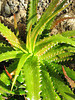 Aloe dorotheae