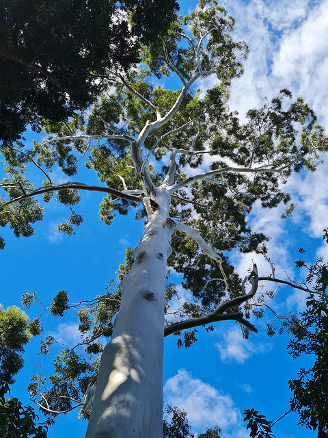 eucalyptus tree