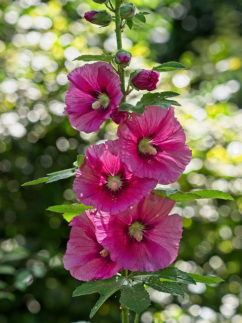 Hollyhock